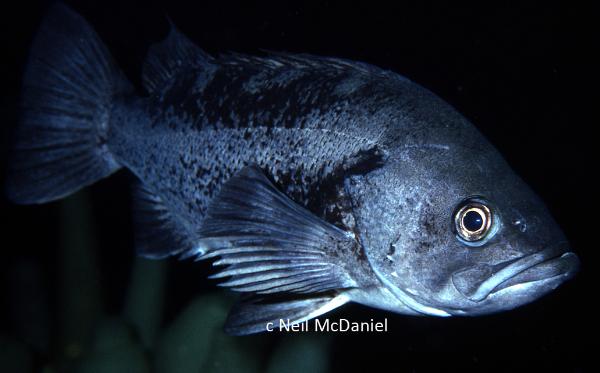 Photo of Sebastes melanops by <a href="http://www.seastarsofthepacificnorthwest.info/">Neil McDaniel</a>